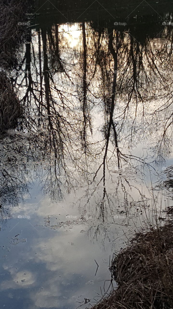 trees reflection in the water