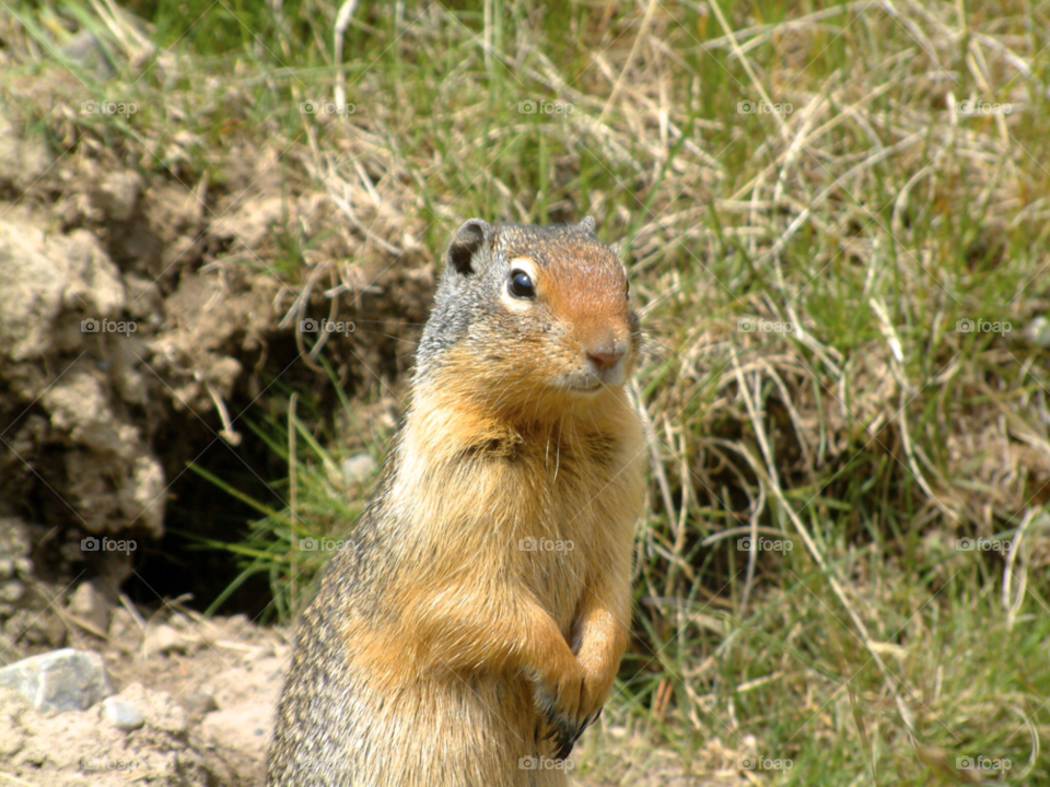 nature animal squirrel canadian by wickerman6666