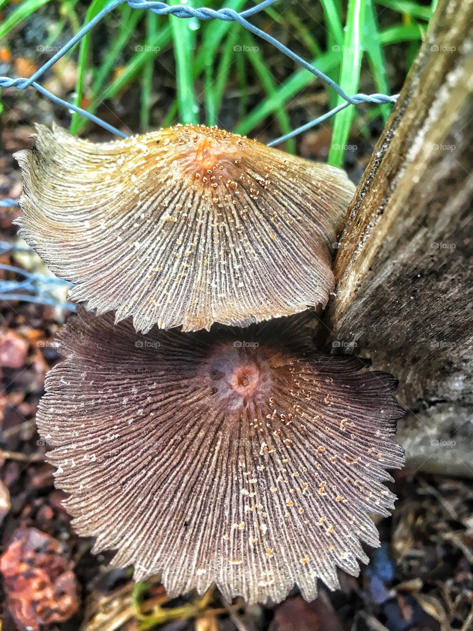 You know what they say? Rich nutrient soil bring out the best in mushrooms 