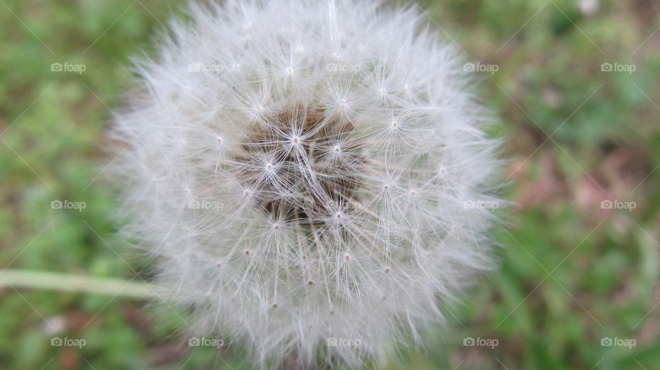 High angle view of Dandelion flower