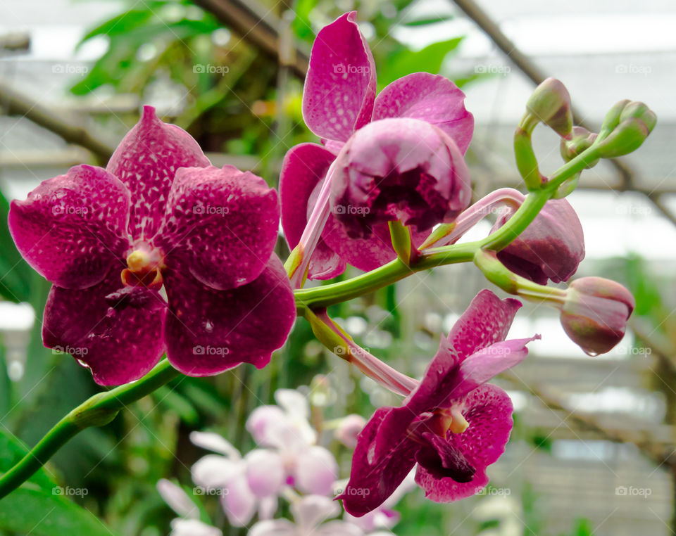 Orchid are flowers with many variants.
