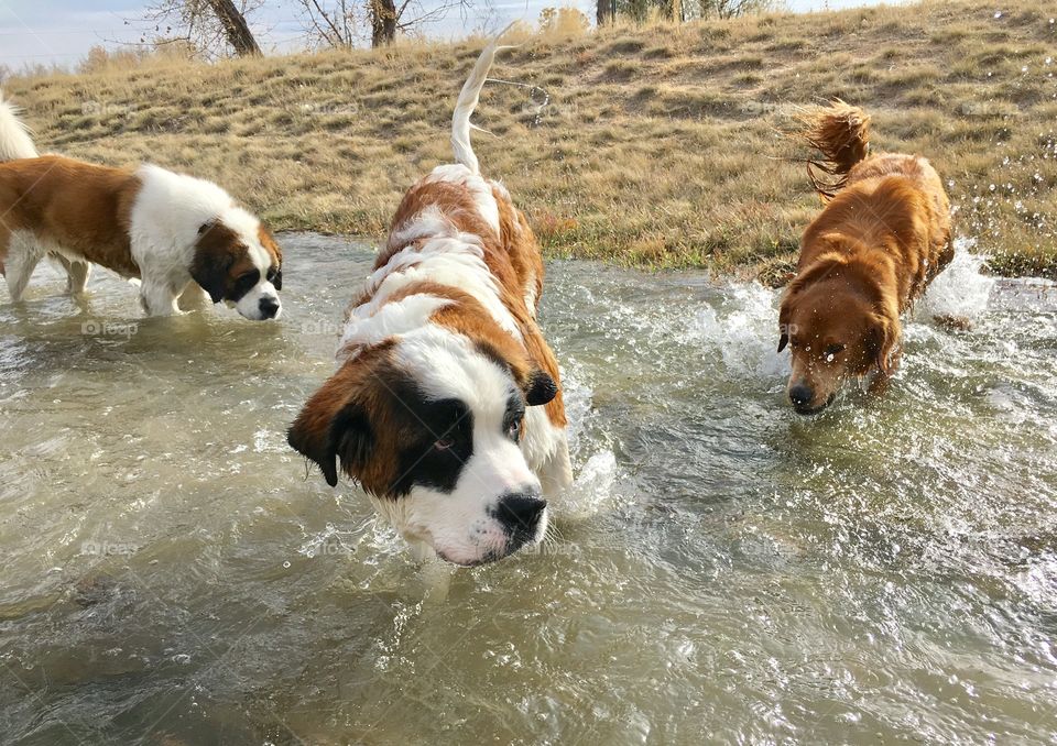Playtime in the creek.