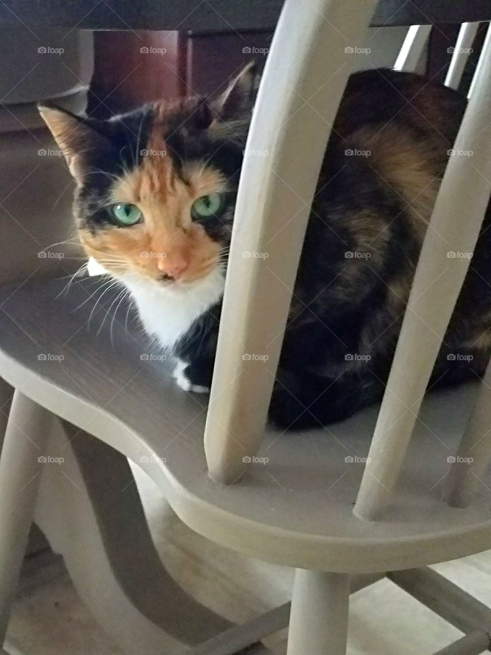 Calico Cat