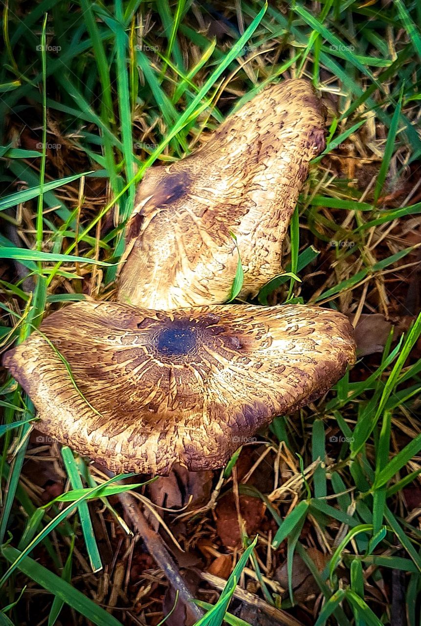 "I'm crazy toothless yellow hair I like mushrooms."(Windly)
"Sou maluco banguelo de cabelo amarelo gosto de cogumelos."(Ventania )