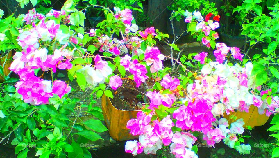 Colorful Bougainvillea Flower..
with different colors in one
@Galas, Dipolog City, Philippines