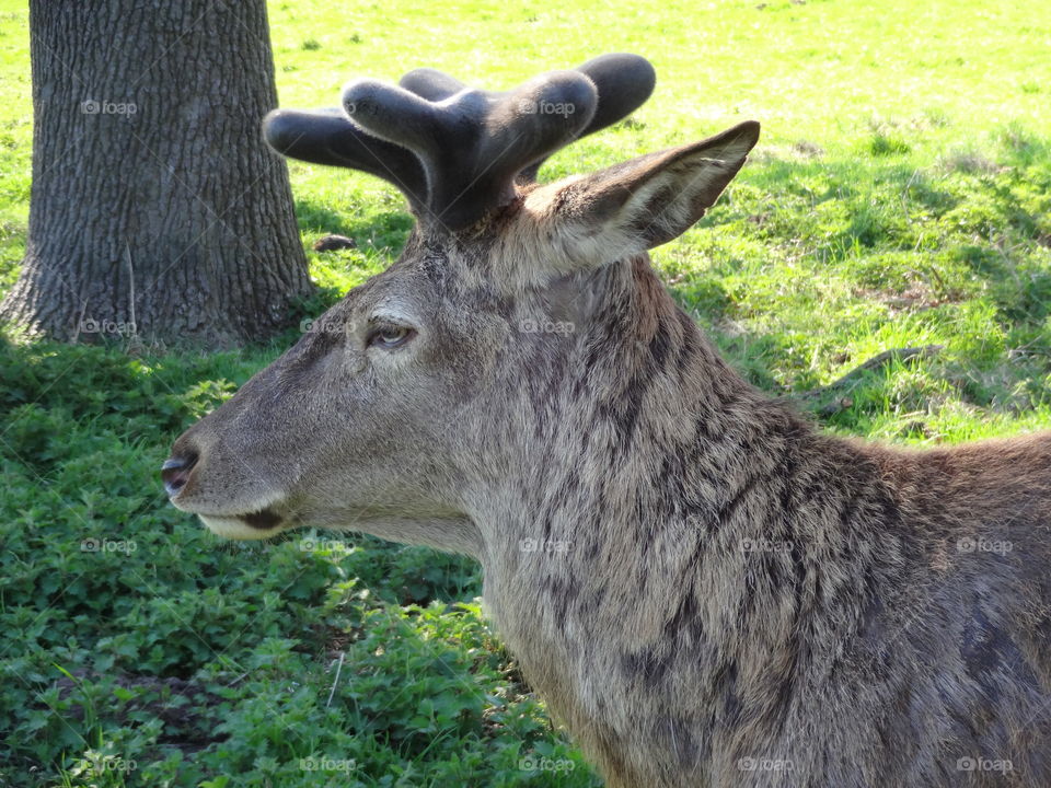 deer portrait