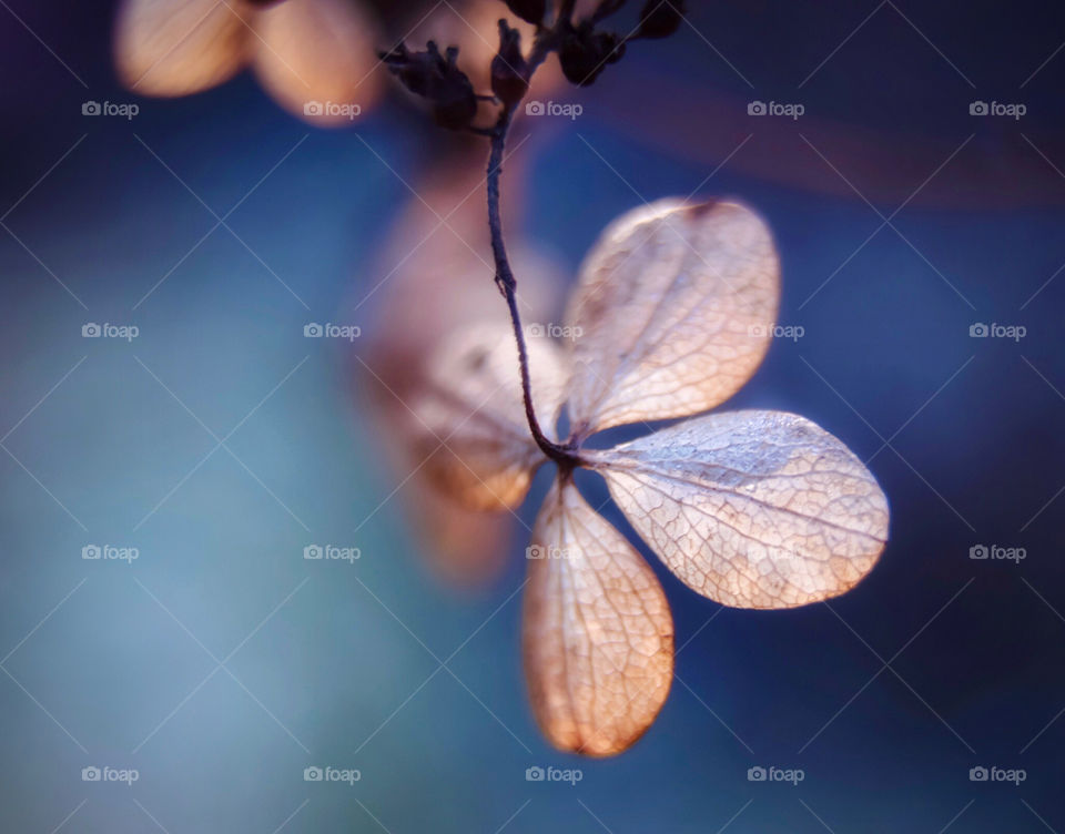 Dried hydrangea flower