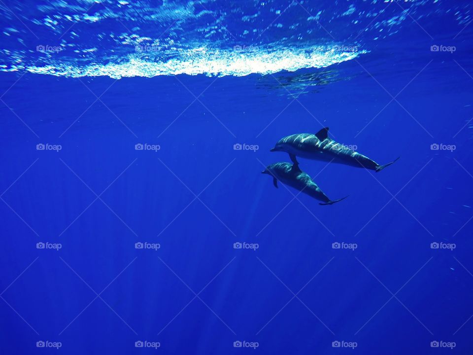 Underwater, Ocean, Water, Sea, No Person