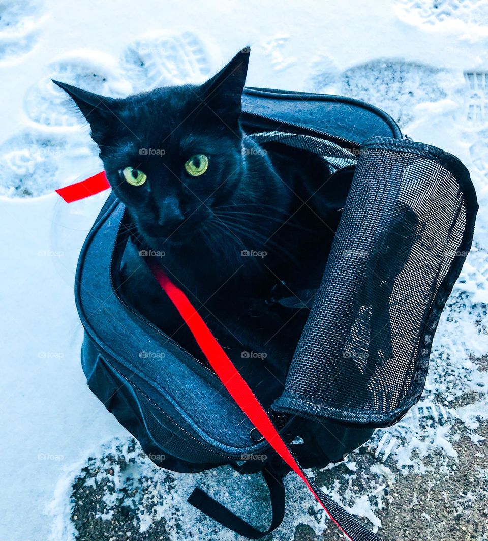 Black cat is little worried about the snow
