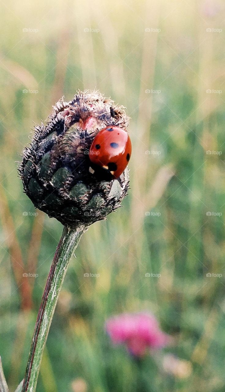 ladybug close - up