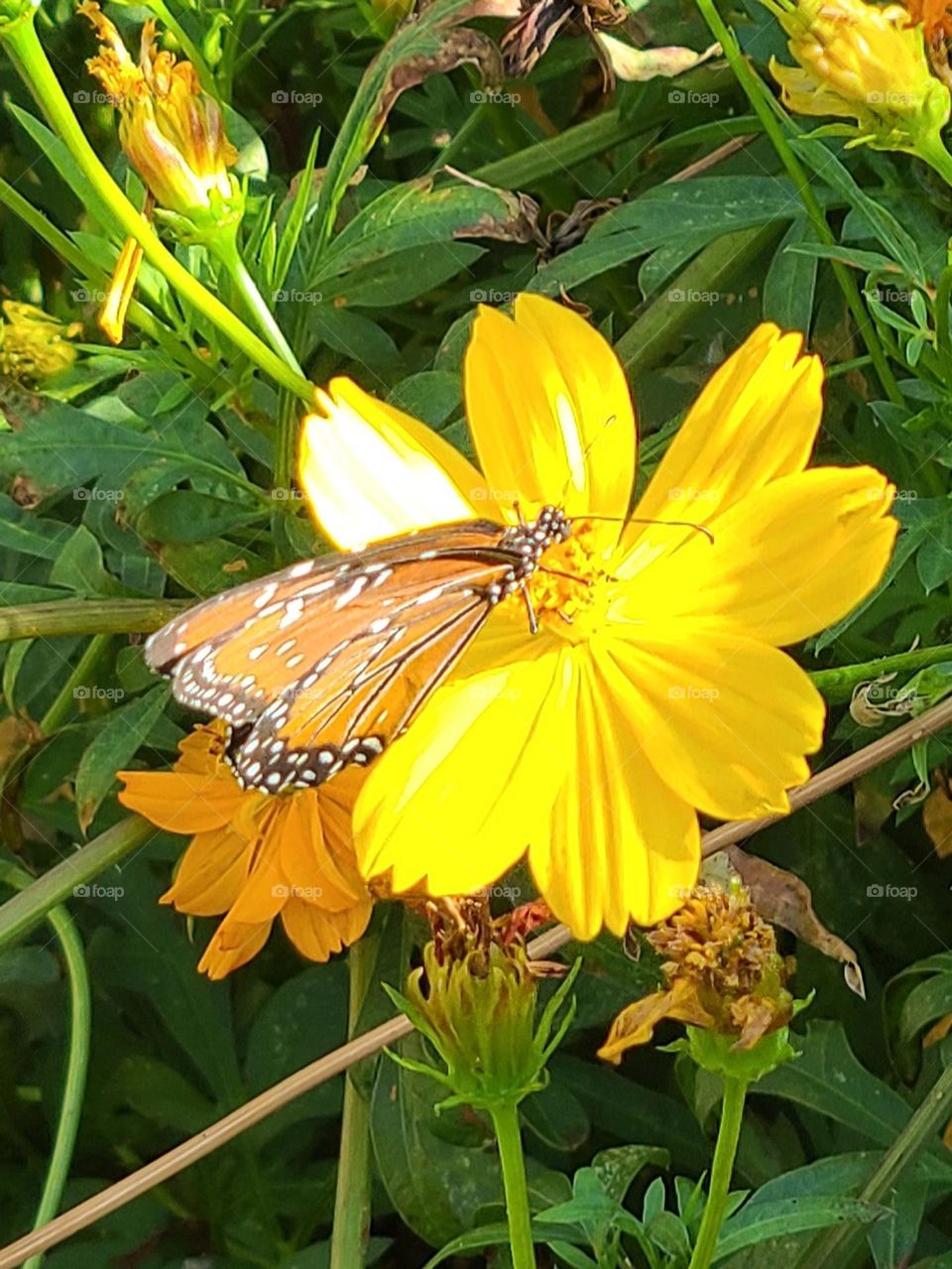Monarch butterfly resting on a bright yellow AZ. wildflower.