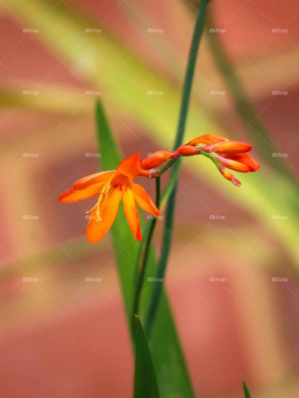 Flame flower