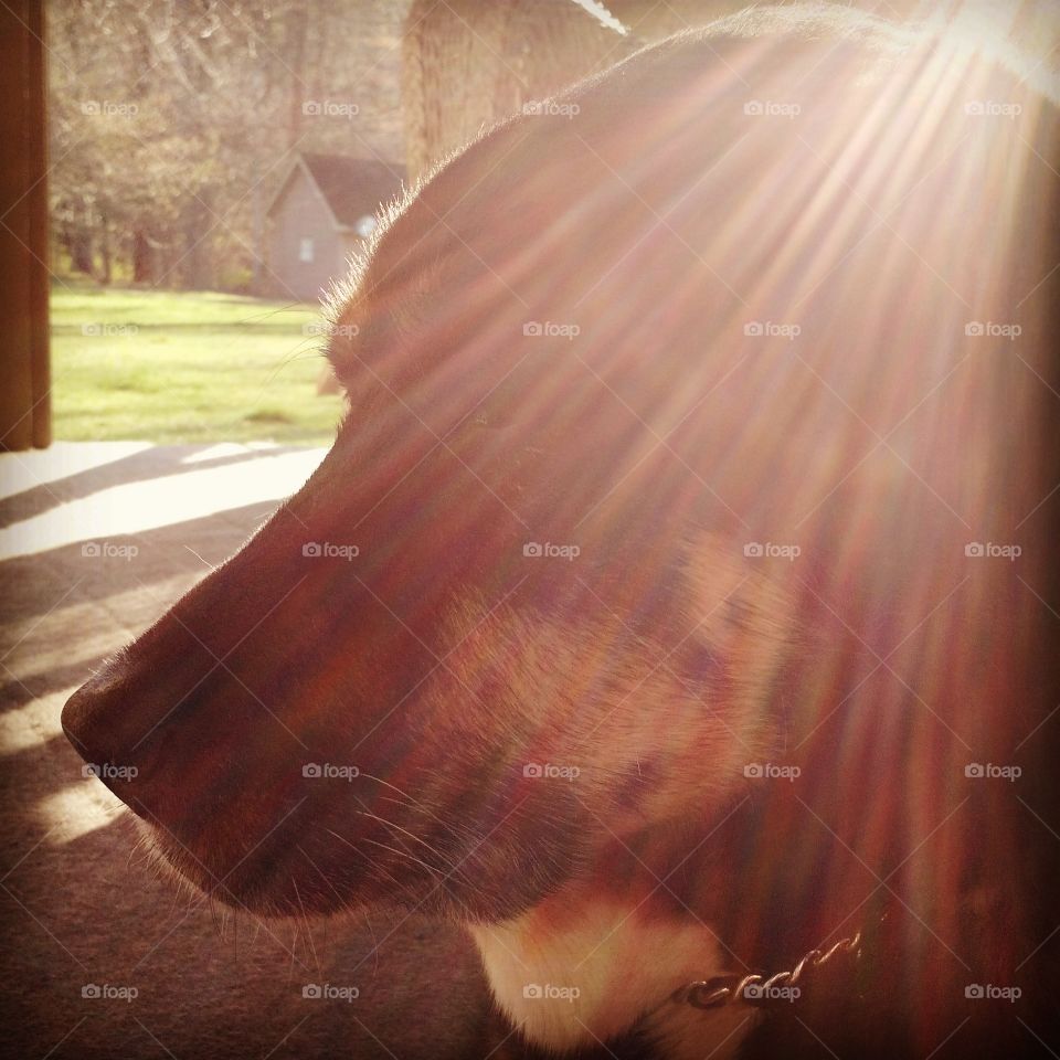 dog in sunshine