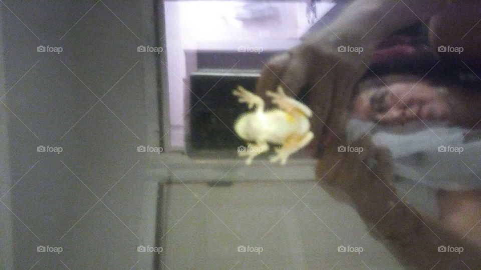 Frog on window