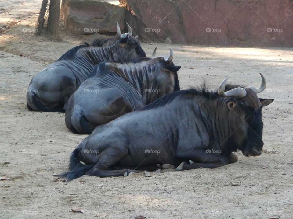 Bull in a zoo in Spain