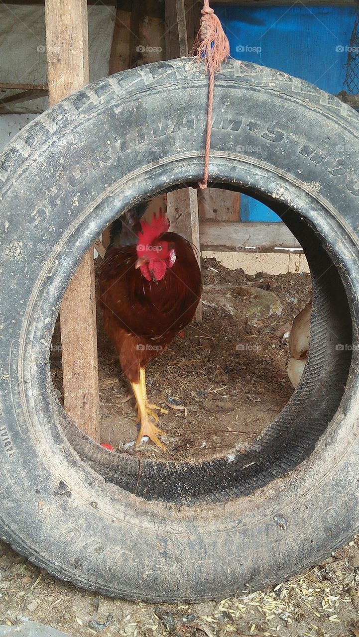 red cock looking at my camera from black wheel.