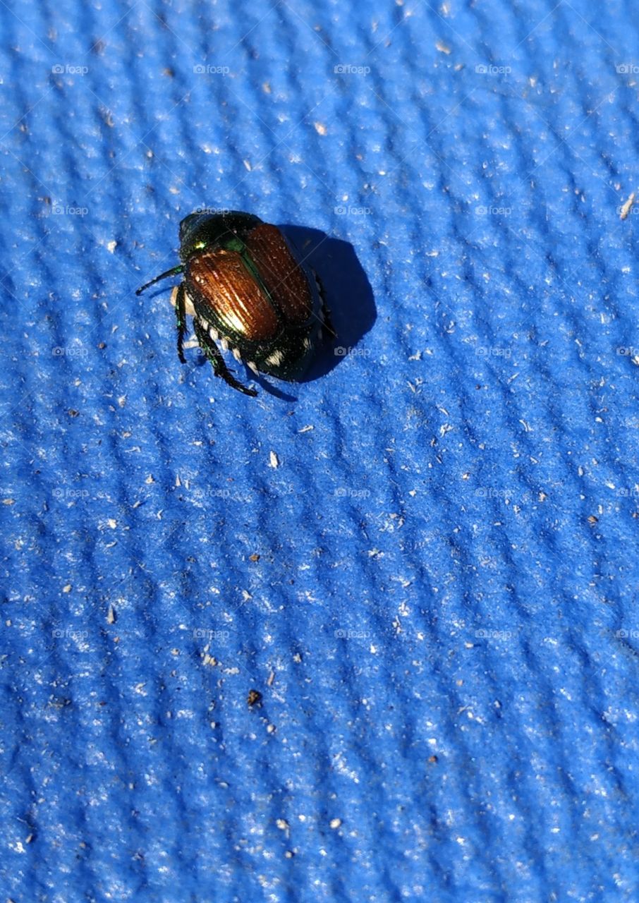 Japanese beetle resting