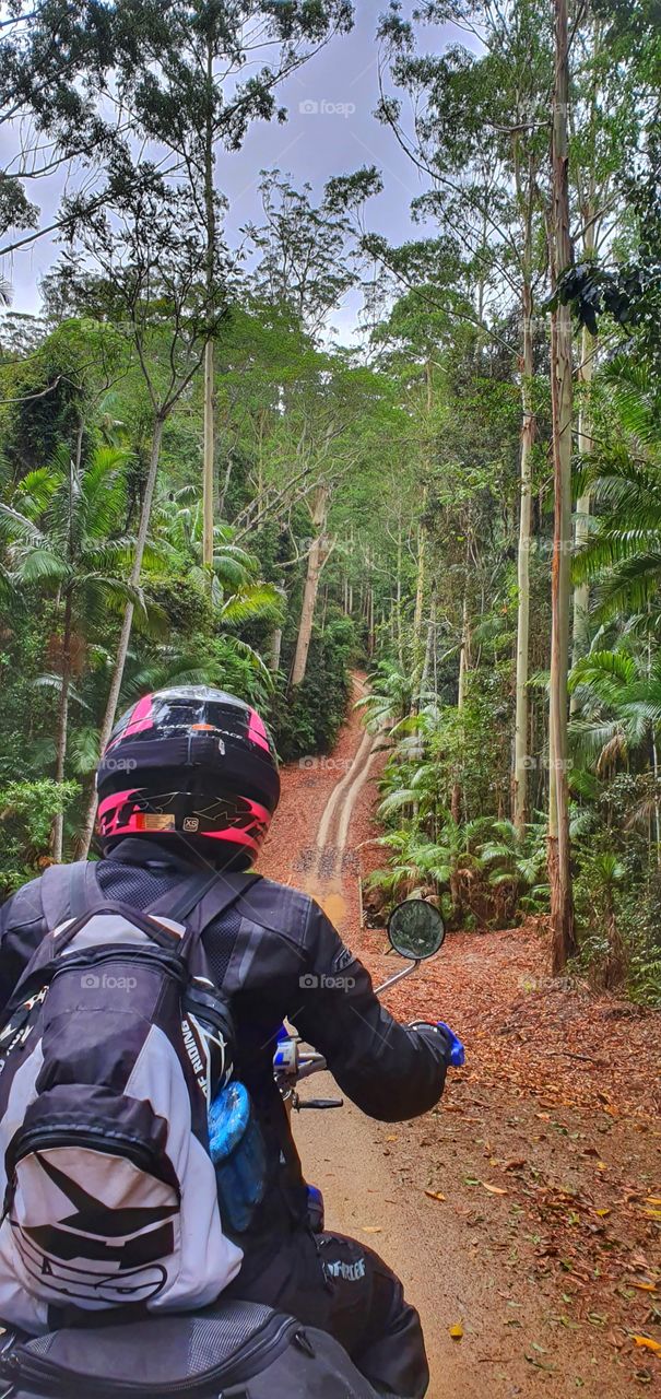 Road through a Queensland rain forest
