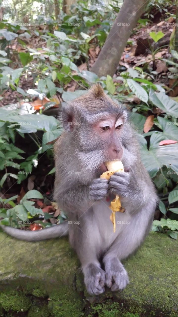 Bon appetit! Monkey eating banana 🐒😋🍌