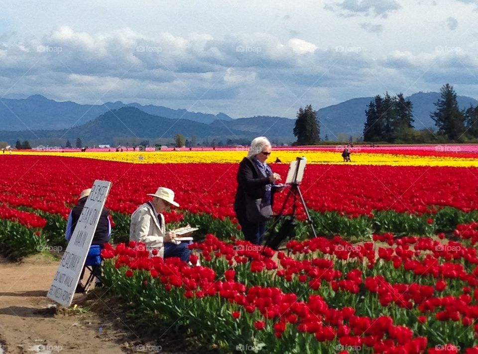 Tulip field