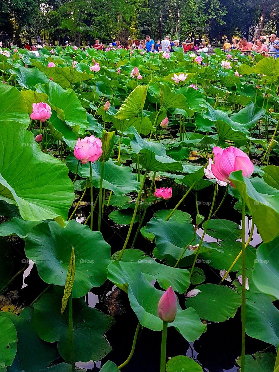 waterlilies