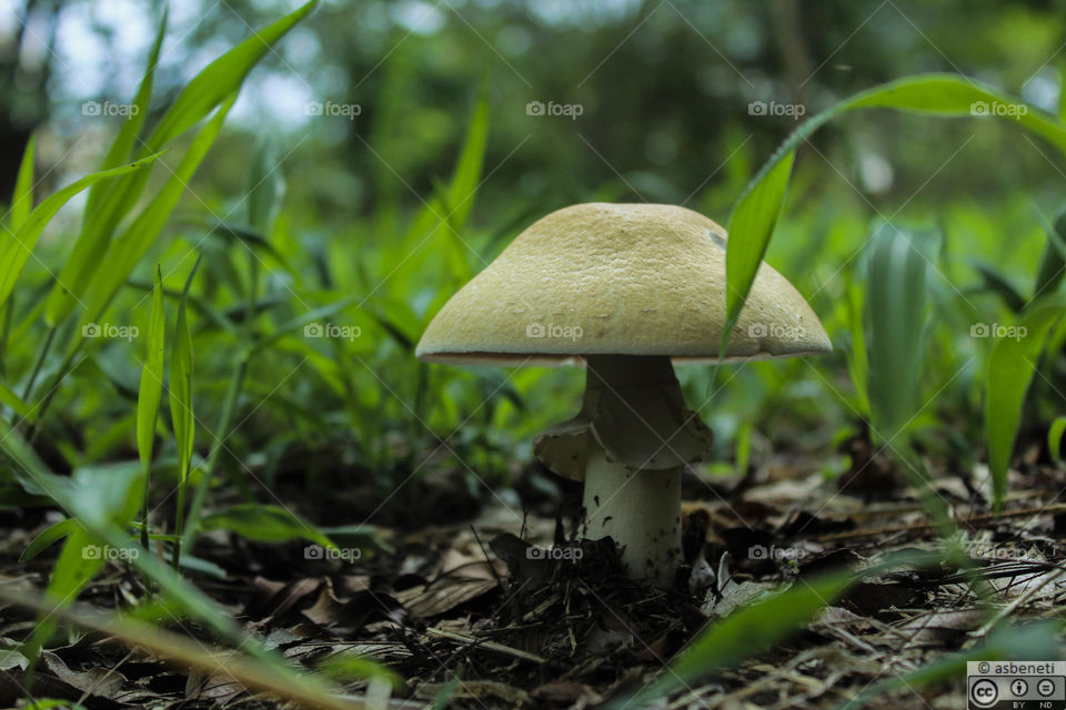 Mushroom world 2