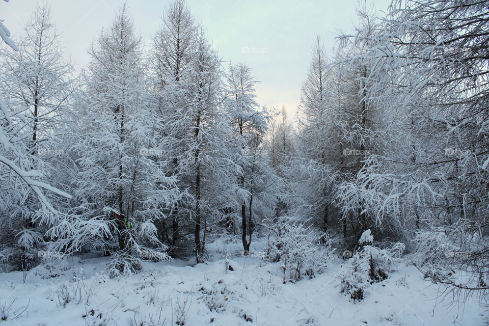 Trees completly covered with fresh snow. Beautiful winter.