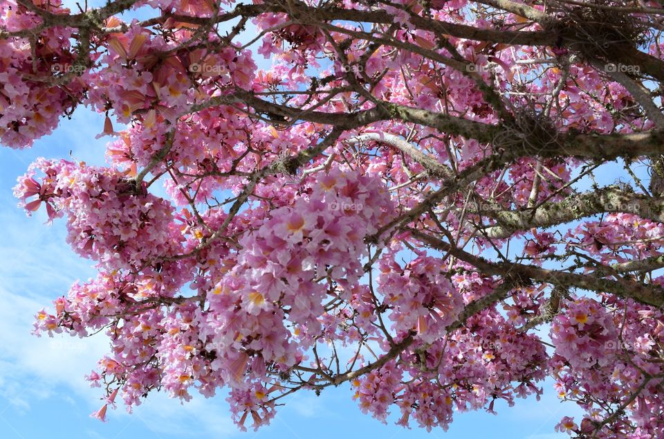 Low angle view of cherry blossom