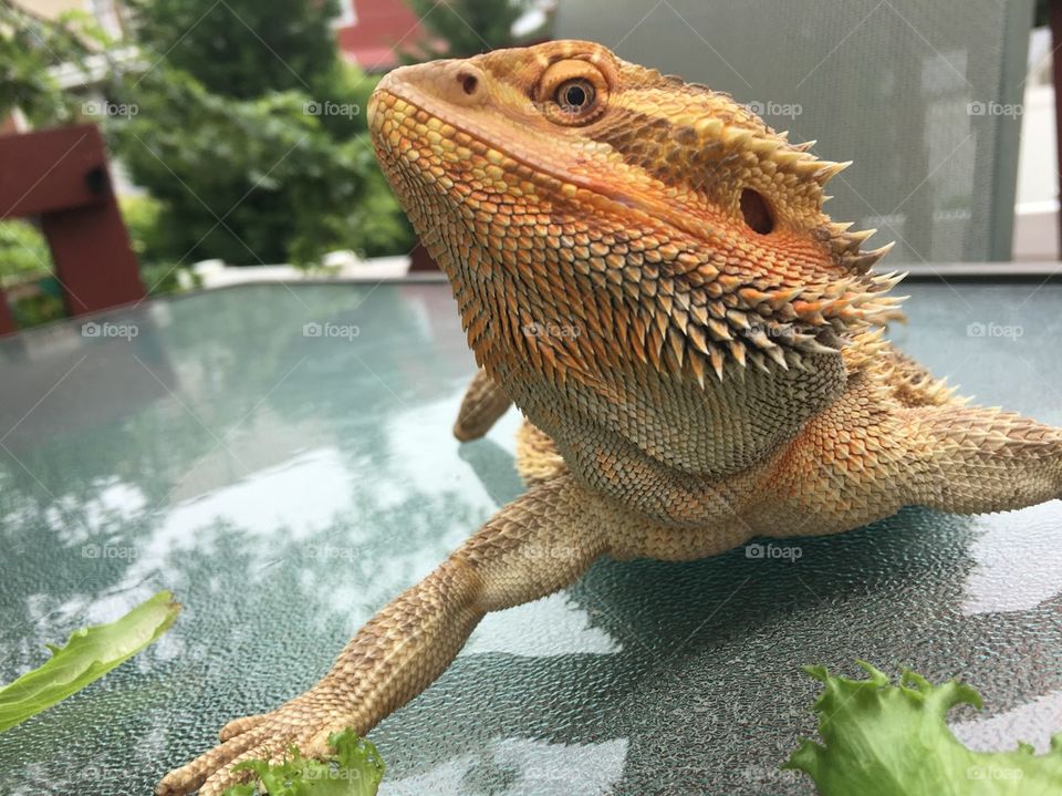 Spikey is showing off his bright colors as he sunbathes on the table in our back yard after eating his salad. 