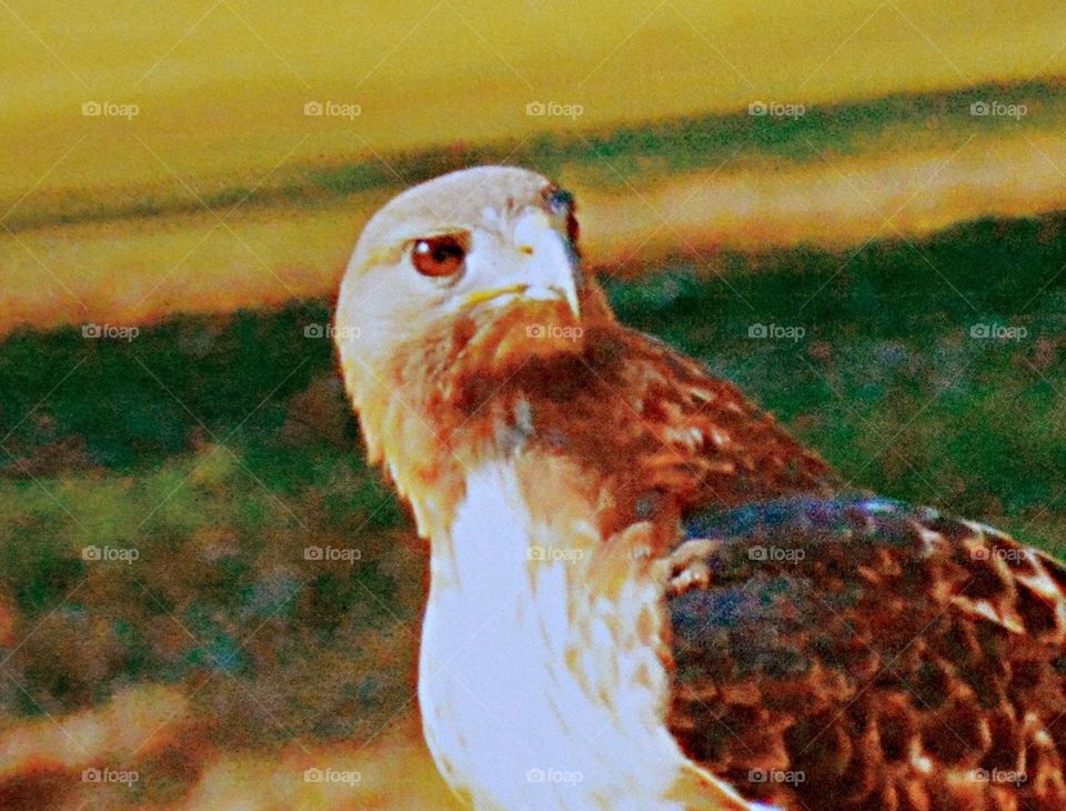 Hawk eye