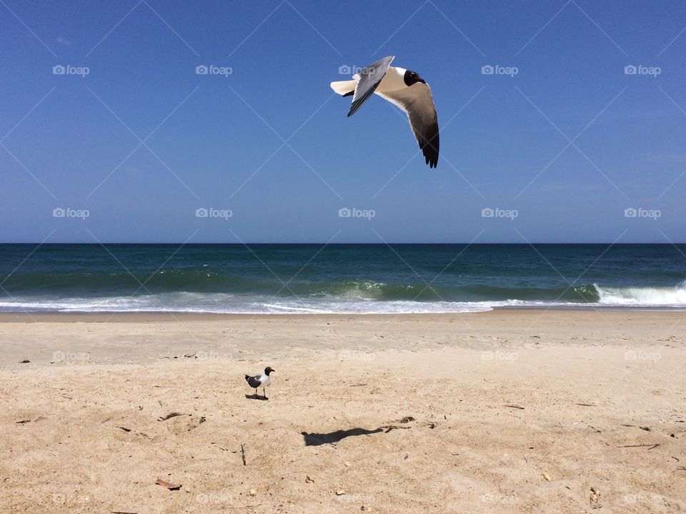 Seagull at Kill Devil Hills North Carolina Beach