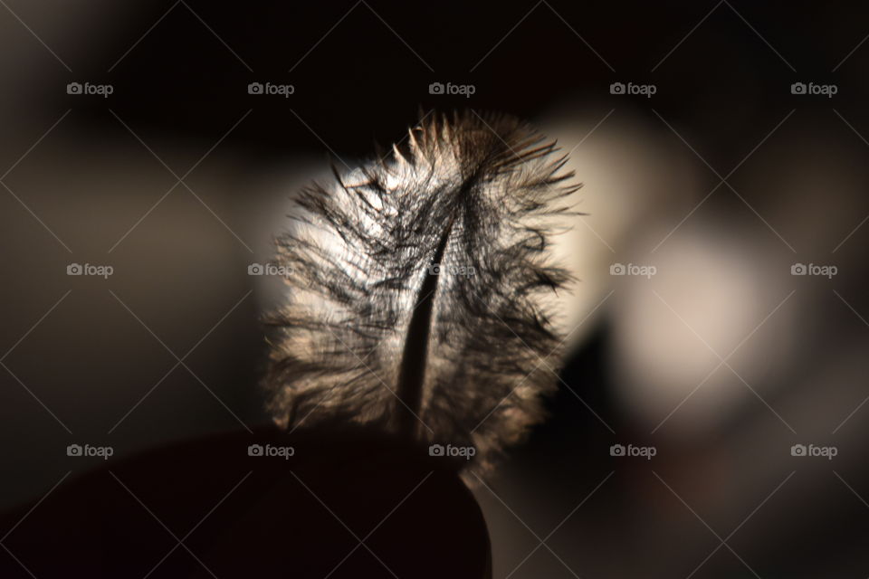feather