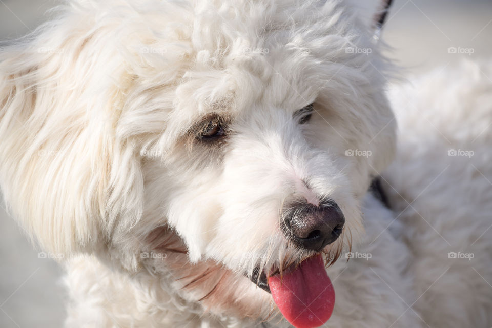 White Shaggy Dog
