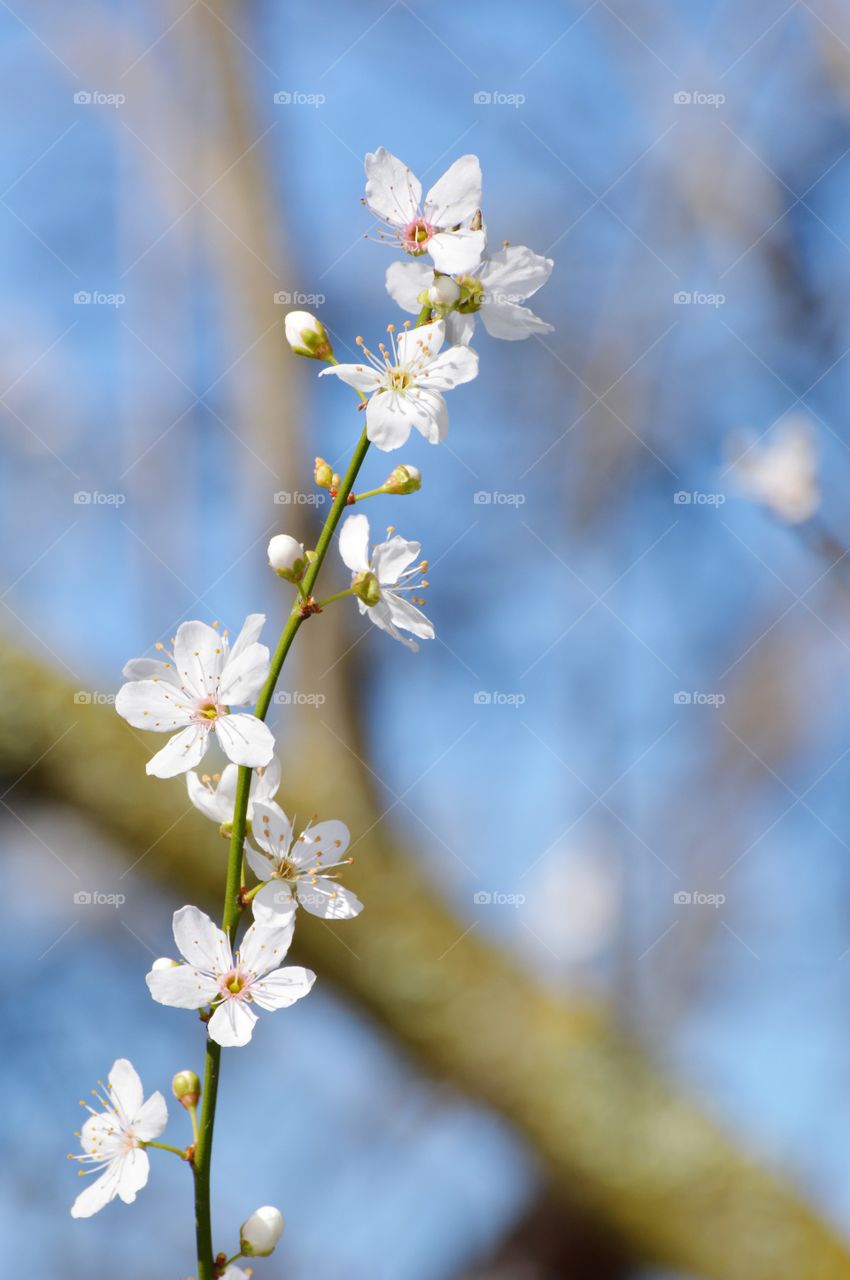 close up of tree blossoms with blue skies in the background