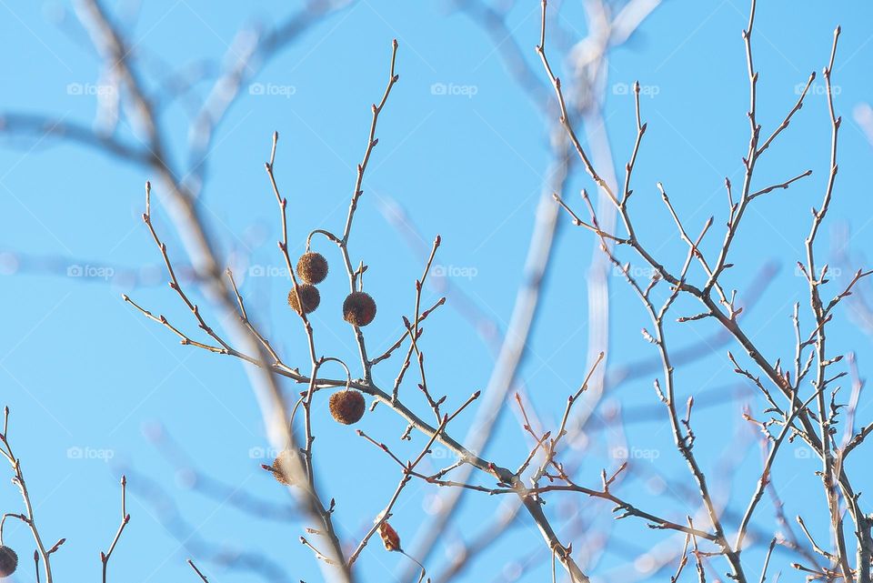 Tree during winter. All leaves shedded. Few fruits on.