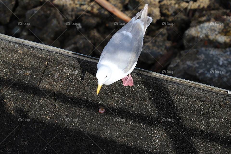 Seagull on the dock 