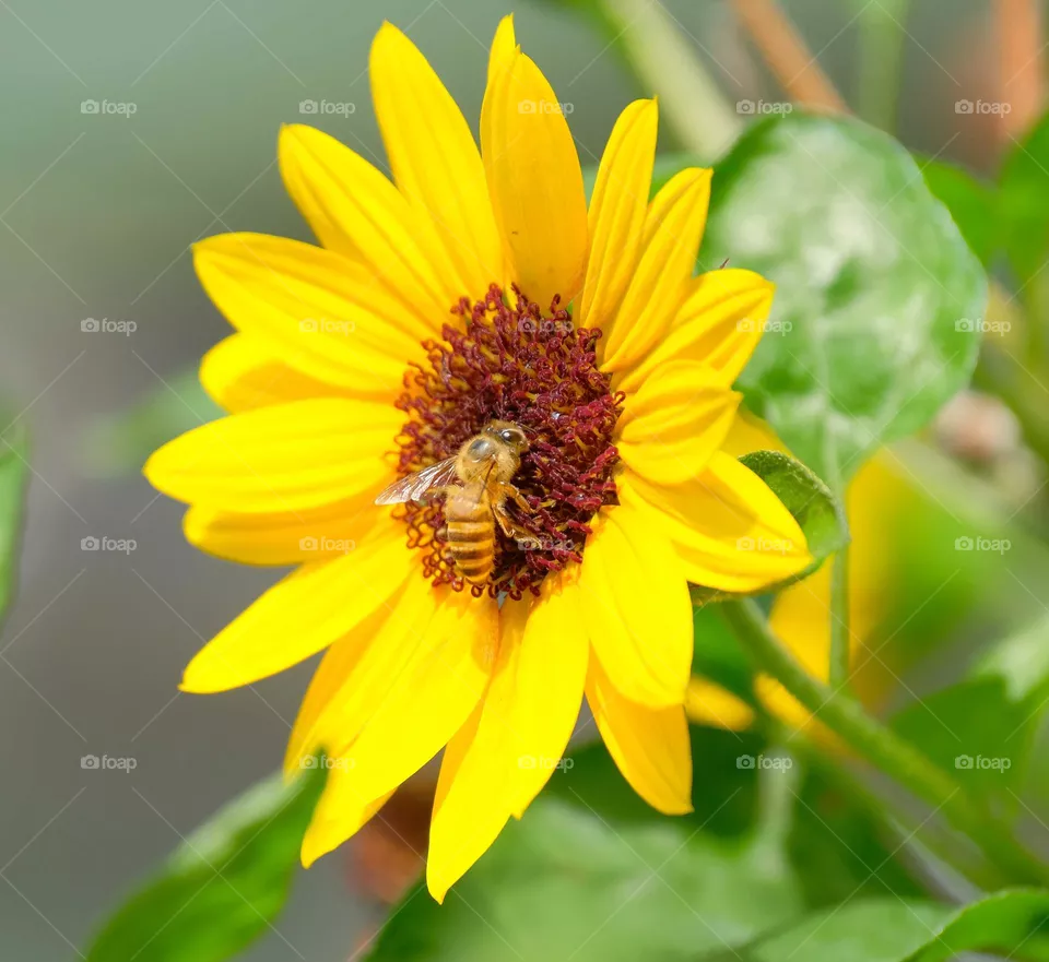 bee in the flower