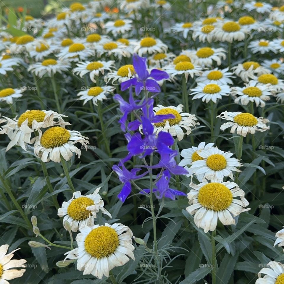 Field of Daisies 