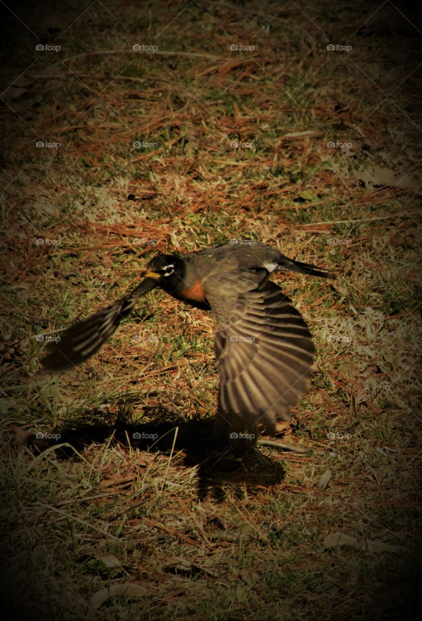Eastern Red Robin making its landing 