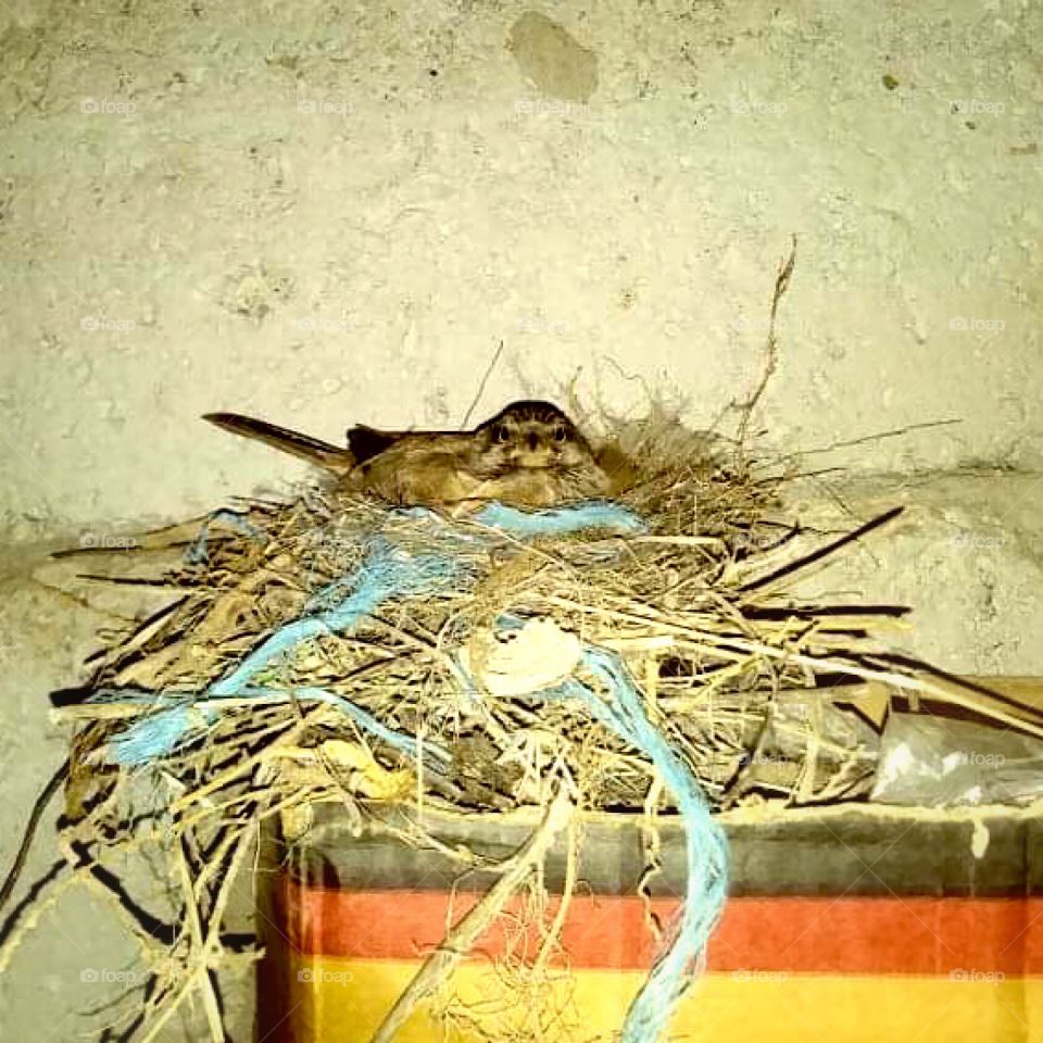 A bird embraces eggs in its beautiful nest