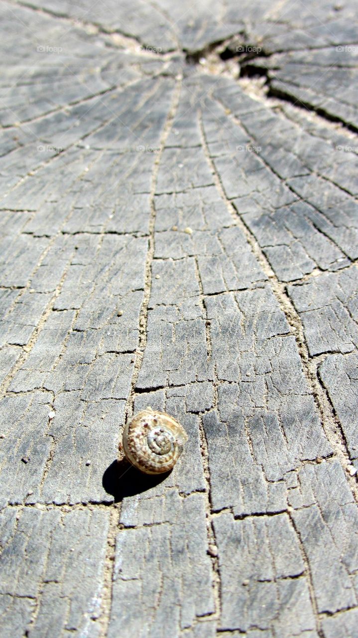 Snail shell on a stump