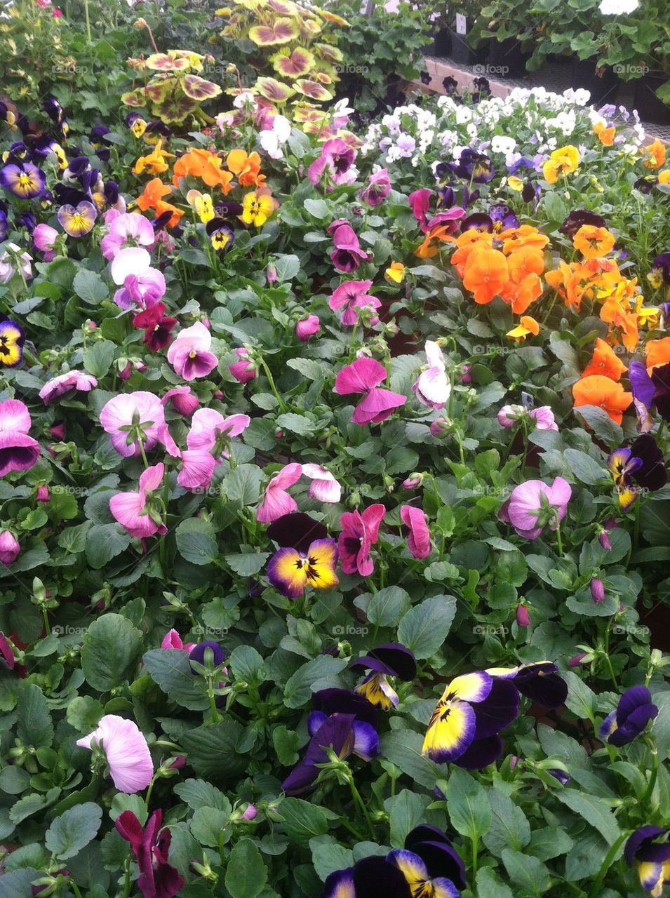 Pansies