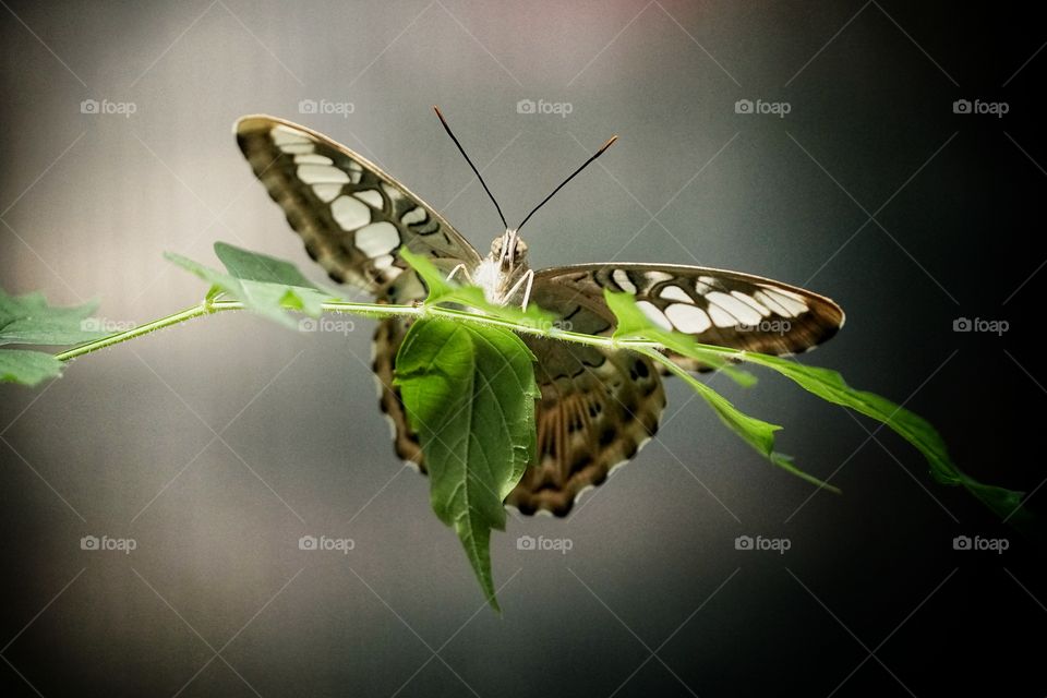 Butterfly Expo  - Antipa Museum/Bucharest