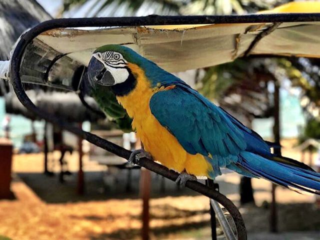 Parrot 
