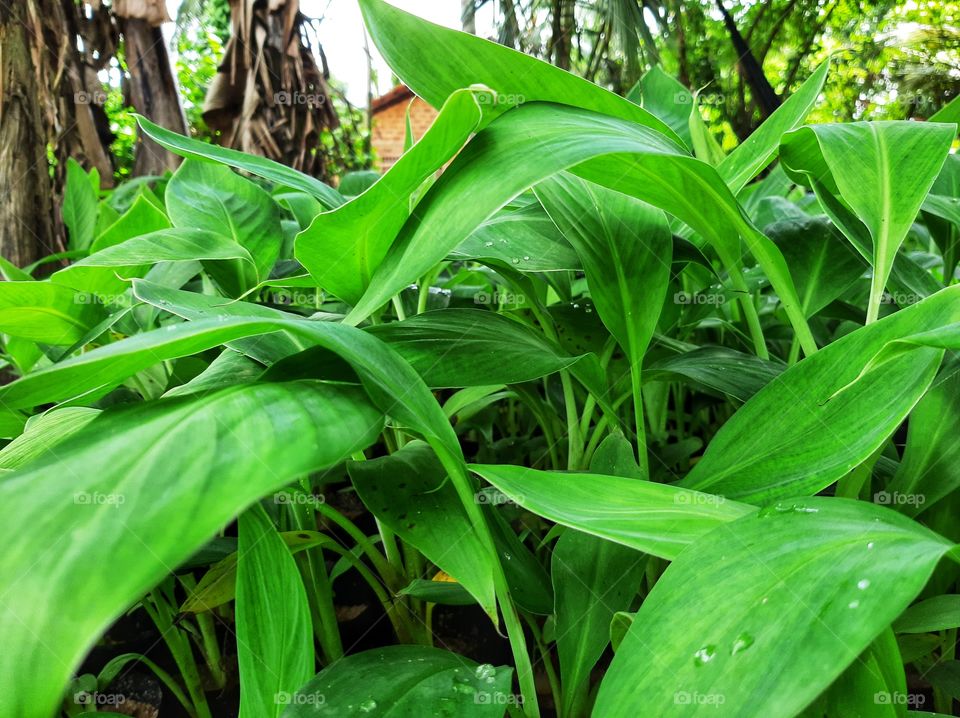 These are baby banana plants. After 12 months, 6 round of multiplication, Banana plants in the highly controlled environment at lab now ready to move into the normal environment.