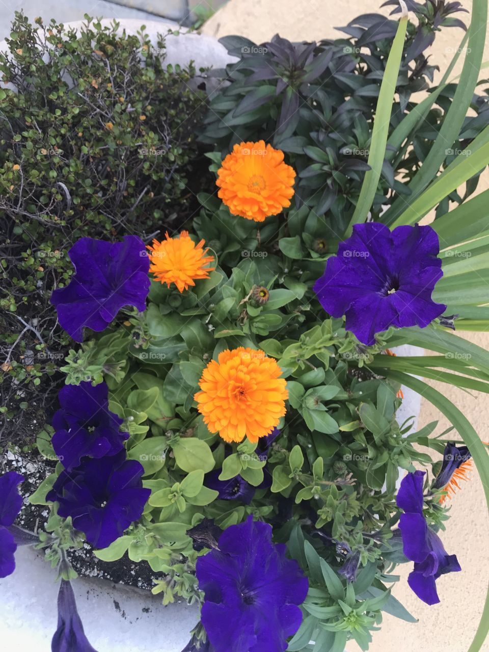 Blooming orange and purple flowers 