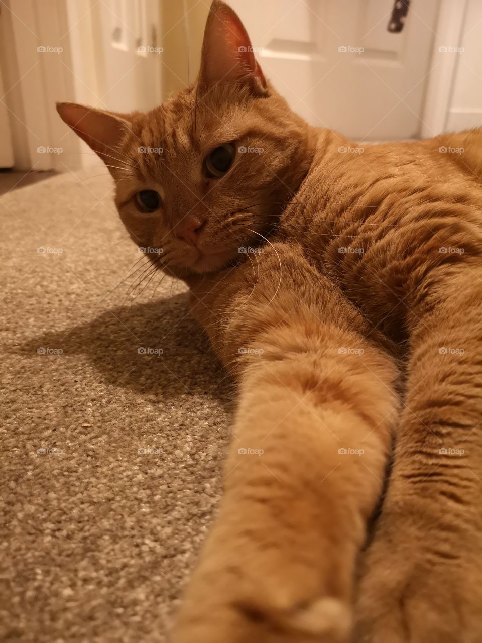 ginger Tom cat