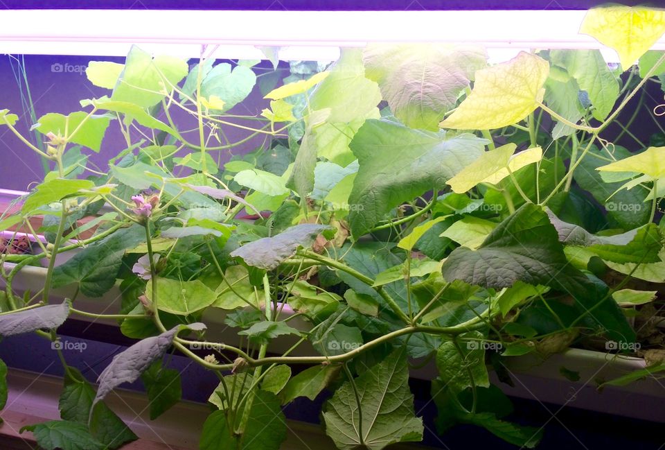 Marshmallow Plant / Herb