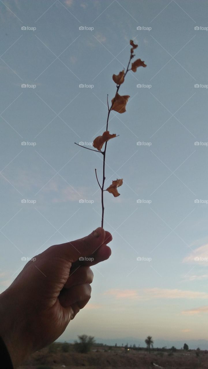 My hand hold a dried plant who embraced sky.