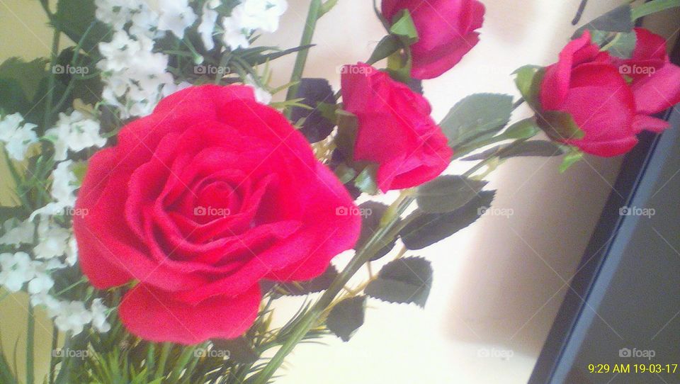 Rose, Flower, Romance, Love, Bouquet